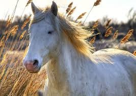 Un cheval de race "camargue"