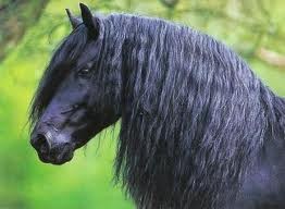 Un cheval de race "frison"