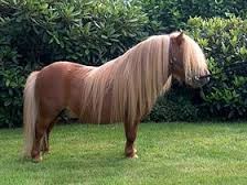 Un poney de race "shetland"