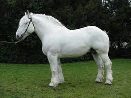 Un cheval de trait de race "boulonnais"