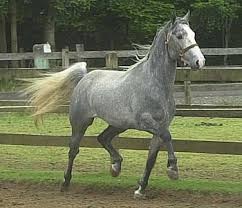 Un cheval de race "lippzzan"