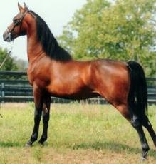 Un cheval de race "morgan"