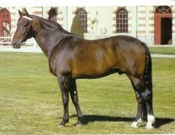 Un cheval de race "trotteur"