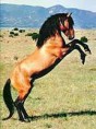 /album/galerie-photos/mustang-jpeg/
