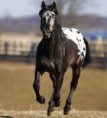 /album/galerie-photos/appaloosa2-jpg/