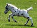 /album/galerie-photos/pt-falabella-jpg/